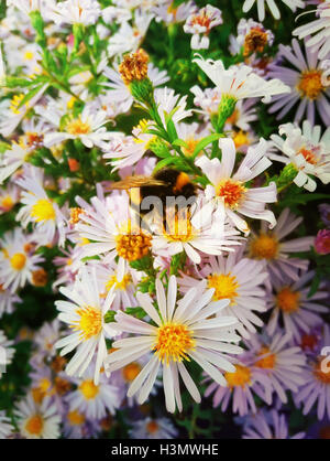 Les bourdons qui se trouve sur la fleur aster mauve et recueille le nectar Banque D'Images