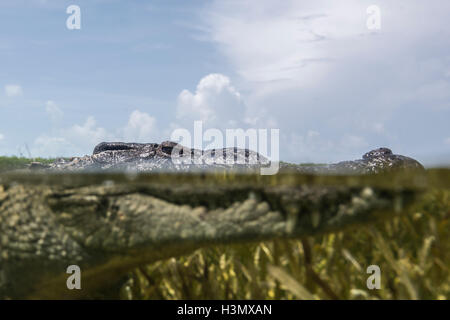 Close up portrait of American crocodile (crodoylus acutus) dans les eaux peu profondes de l'Atoll de Chinchorro, Mexique Banque D'Images