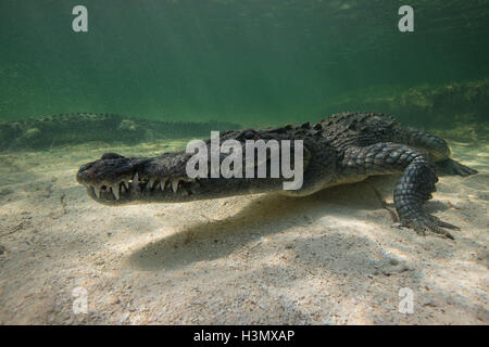 Deux crocodiles américains (crodoylus acutus) dans les eaux peu profondes de l'Atoll de Chinchorro, Mexique Banque D'Images