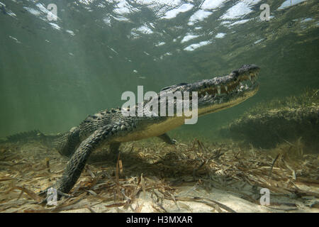 Crocodile (crodoylus acutus) dans les eaux peu profondes de l'Atoll de Chinchorro, Mexique Banque D'Images