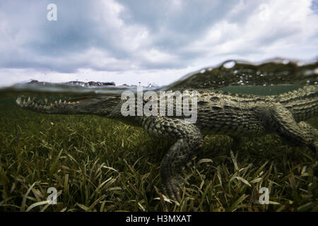 Crocodile (crodoylus acutus) dans les eaux peu profondes de l'Atoll de Chinchorro, Mexique Banque D'Images