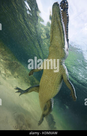 Low angle view of American crocodile (crodoylus acutus) dans les eaux peu profondes de l'Atoll de Chinchorro, Mexique Banque D'Images