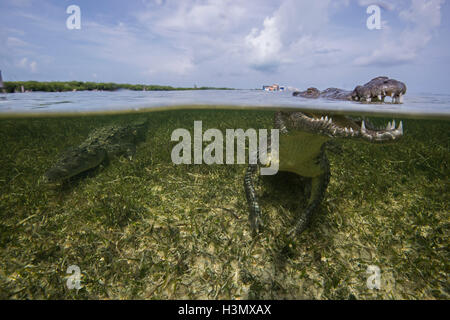 Crocodile (crodoylus acutus) dans les eaux peu profondes de l'Atoll de Chinchorro, Mexique Banque D'Images