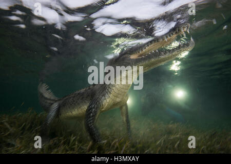 Crocodile (crodoylus acutus) dans les eaux peu profondes de l'Atoll de Chinchorro, Mexique Banque D'Images