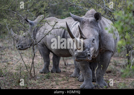 Rhinocéros blanc en voie de disparition et de veau, Hluhluwe-Imfolozi Park, Afrique du Sud Banque D'Images