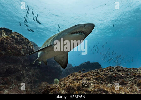 Dents irrégulières ou sand tiger shark (Carcharias taurus) récifs Aliwal Shoal, croisière, Afrique du Sud