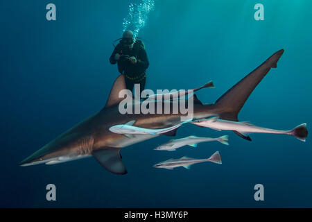 Grand Oceanic Blacktip Shark (Carcharhinus limbatus) tournant autour d'Aliwal Shoal, plongeur, Afrique du Sud Banque D'Images