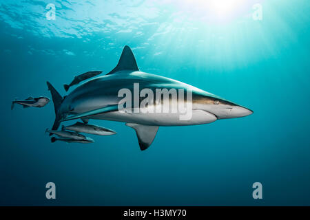 Oceanic Blacktip Shark (Carcharhinus limbatus) nager près de la surface, l'océan, d'Aliwal Shoal Afrique du Sud Banque D'Images