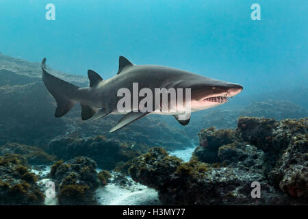 Dents irrégulières ou sand tiger shark (Carcharias taurus) récifs Aliwal Shoal, croisière, Afrique du Sud Banque D'Images