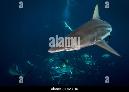 Oceanic Blacktip requins (Carcharhinus limbatus) encerclant, appâts, Afrique du Sud Aliwal Shoal Banque D'Images
