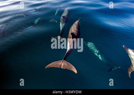 Les Dauphins tachetés pantropicaux Pod de violer pour l'air, Port St Johns, Afrique du Sud Banque D'Images