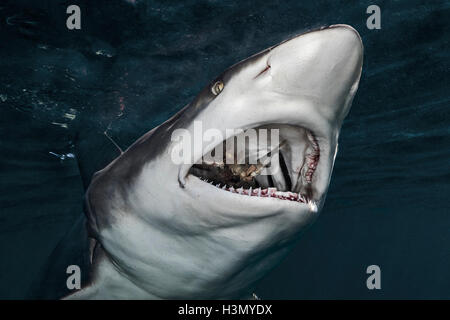 Oceanic Blacktip Shark (Carcharhinus limbatus) manger, proie, Afrique du Sud Aliwal Shoal Banque D'Images