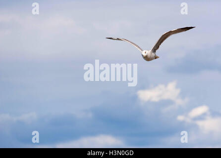 Beau vol de mouettes sur l'Adriatique avec beau ciel dans l'backgrounde. Banque D'Images