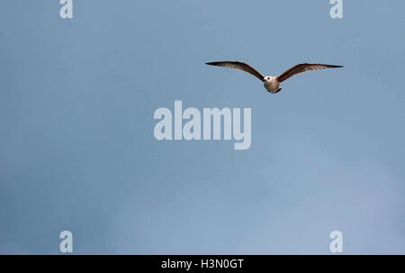 Beau vol de mouettes sur l'Adriatique avec beau ciel dans l'backgrounde. Banque D'Images