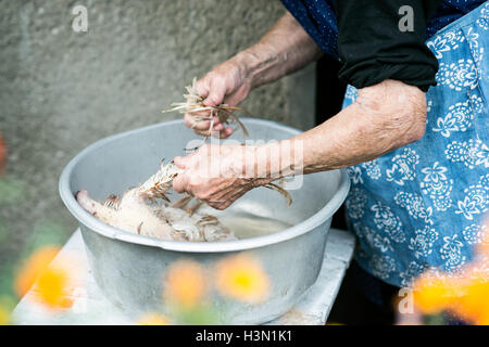 Méconnaissable senior woman cleaning poulet fraîchement abattu Banque D'Images