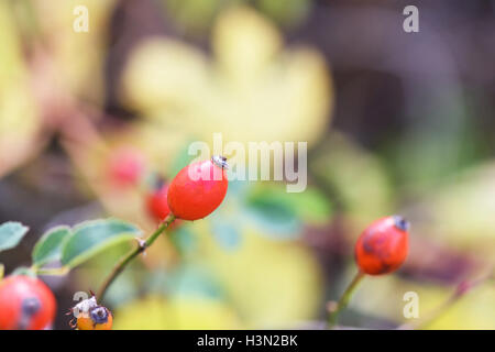 Petits fruits rouges à l'automne de Brier, la Moldova, l'accent peu profondes close up Banque D'Images