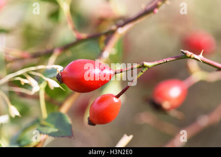 Petits fruits rouges à l'automne de Brier, la Moldova, l'accent peu profondes close up Banque D'Images