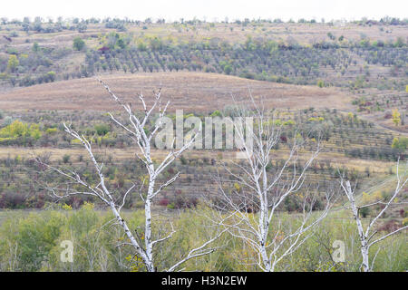 Bouleaux et de forêt et collines colorées en automne en Moldavie Banque D'Images