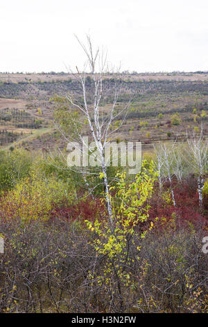 Bouleaux et de forêt et collines colorées en automne en Moldavie Banque D'Images