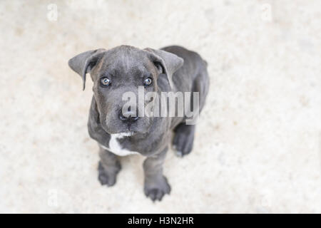 Adorable chiot cane corso gris, Close up, jusqu'à vers l'appareil photo Banque D'Images