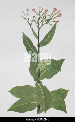 Nicotiana tabacum, ou tabac cultivé, illustration historique, 1880 Banque D'Images