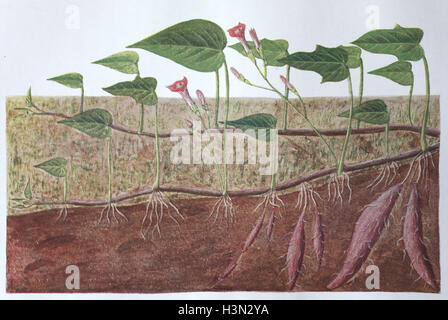 Patate douce, Batate, Ipomoea batatas, illustration historique, 1880 Banque D'Images