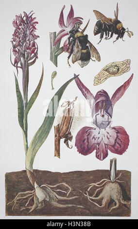 Dactylorhiza majalis, western marsh orchid, large-leaved marsh orchid, ventilateur, orchidées orchidée marais commun, ou irlandais marsh orchid, illustration historique, 1880 Banque D'Images