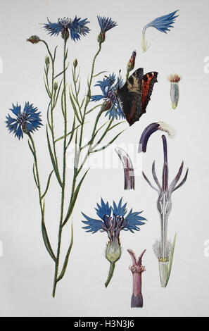 Centaurea cyanus, bleuet, illustration historique, 1880 Banque D'Images