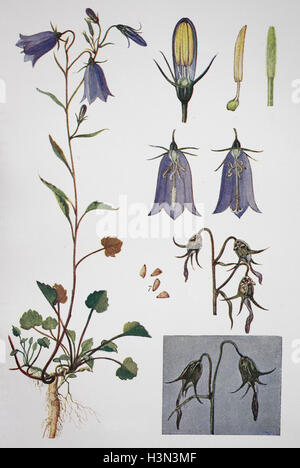 La campanule à feuilles rondes, Campanula rotundifolia, illustration historique, 1880 Banque D'Images