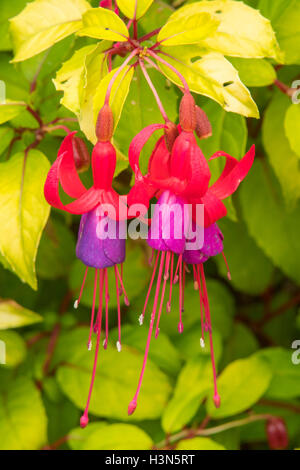 Fuchsia « Genii » Banque D'Images