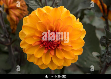 Dahlia 'David Howard' Banque D'Images