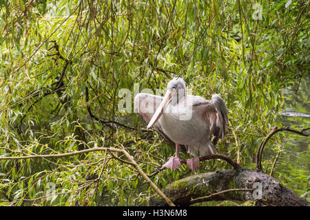 Pelican adossés rose Banque D'Images