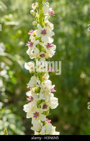 Blanc, Verbascum chaixii Molène à feuilles d'Ortie Banque D'Images