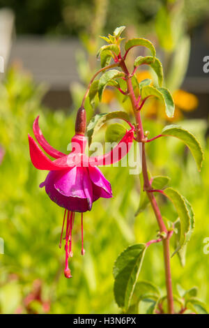 Fuchsia 'Armée' Infirmière Banque D'Images