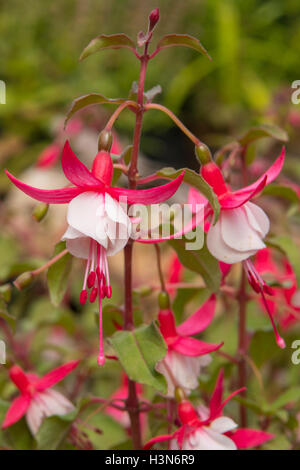 Fuchsia 'Alice Hoffman' Banque D'Images