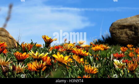 Chambres de l'orange-jaune Gazania fleurs jaillissant dans le ciel bleu avec des roches dans la distance Banque D'Images