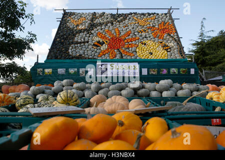 Sutton, près de Arundel, West Sussex, UK. 10 octobre, 2016. Citrouilles, Courges et sqaushes, sont en vente sous un géant photo de fleurs et d'abeilles fait entièrement de courges, sur un beau matin d'automne, le Festival de la citrouille à Sutton à Sutton, près de Arundel, West Sussex, UK, lundi 10 octobre, 2016. Le géant photo est constitué de plus de 500 est de courges aider à recueillir des fonds pour la Sussex Wildlife Trust. Credit : Luke MacGregor/Alamy Live News Banque D'Images