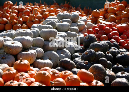 Sutton, près de Arundel, West Sussex, UK. 10 octobre, 2016. Des centaines de citrouilles, courges et sqaushes en vente, sur un matin d'automne ensoleillé, au Festival de la citrouille à Sutton Sutton, près de Arundel, West Sussex, UK, lundi 10 octobre, 2016. Le festival dispose d'un géant de la photo faite de plus de 500 représentant une scène de courges les abeilles et les fleurs pour récolter des fonds pour les Sussex Wildlife Trust. Credit : Luke MacGregor/Alamy Live News Banque D'Images