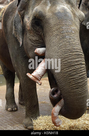 Münster, Allemagne, 11 octobre 2016. Les deux 50 ans, les éléphants Rada reçoit le pain dans la forme du nombre 100 pour son anniversaire à Muenster, Allemagne, 11 octobre 2016. La présente aussi incluide carottes, concombres et des brindilles. Généralement 100 timbres atteignent l'âge entre 50 et 60 ans. Dpa : Crédit photo alliance/Alamy Live News Banque D'Images