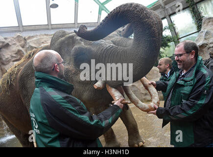 Münster, Allemagne, 11 octobre 2016. Dirk Wewers vétérinaire (L-R), Thomas et Christoph Wilms Nientiedt présente les deux 50 ans, les éléphants Rada et Tefi avec du pain dans le zoo Allwetter à Muenster, Allemagne, 11 octobre 2016. La présente aussi incluide carottes, concombres et des brindilles. Généralement 100 timbres atteignent l'âge entre 50 et 60 ans. Dpa : Crédit photo alliance/Alamy Live News Banque D'Images