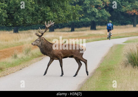 Red Deer à Richmond Park, Londres Angleterre Royaume-Uni UK Banque D'Images