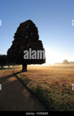 Bushy Park, Londres, UK. 11 octobre 2016. Après la nuit glaciale la journée a commencé avec le soleil qui brillait à travers la brume à Bushy Park, Londres, UK. Credit : Julia Gavin UK/Alamy Live News Banque D'Images