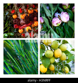 Collage de divers plantes et fleurs décoratives dans une boutique de fleuriste Banque D'Images