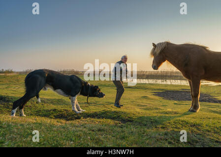 L'homme à prendre des photos d'un cheval pendant que le chien regarde, Hemla ferme, Côte Sud, Islande Banque D'Images