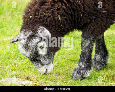 Les jeunes moutons Herdwick courte sward dans Wasdale, Cumbria, Angleterre du Lake District Banque D'Images