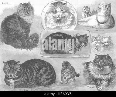 Les chats persan, tabby, leopard, chaton 1886. Illustrated London News Banque D'Images