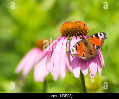 Papillon paon sur les fleurs d'une fleur d'échinacée rose Banque D'Images