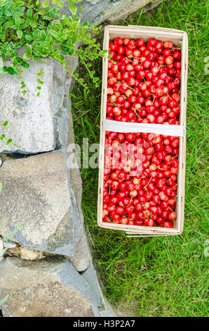 Cerises biologiques fraîchement cueillis dans la caisse, on lawn Banque D'Images