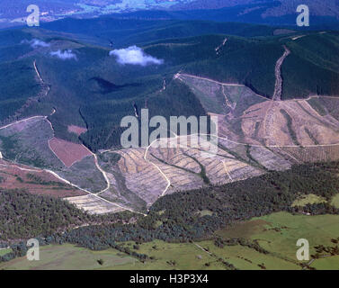 Forêt d'eucalyptus de plantation de pins pour effacer. Banque D'Images