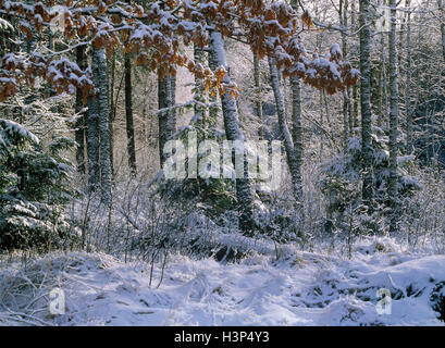 Hiver Forêt Borecka, la Pologne, l'Europe. Banque D'Images